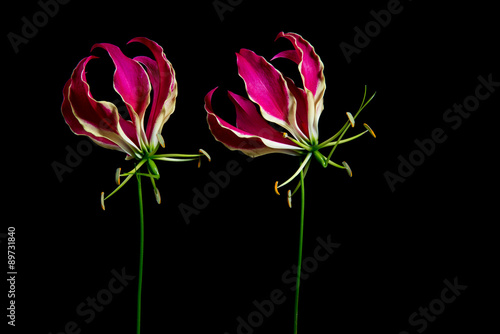 Fototapeta Naklejka Na Ścianę i Meble -  Two glory lilies at a black background