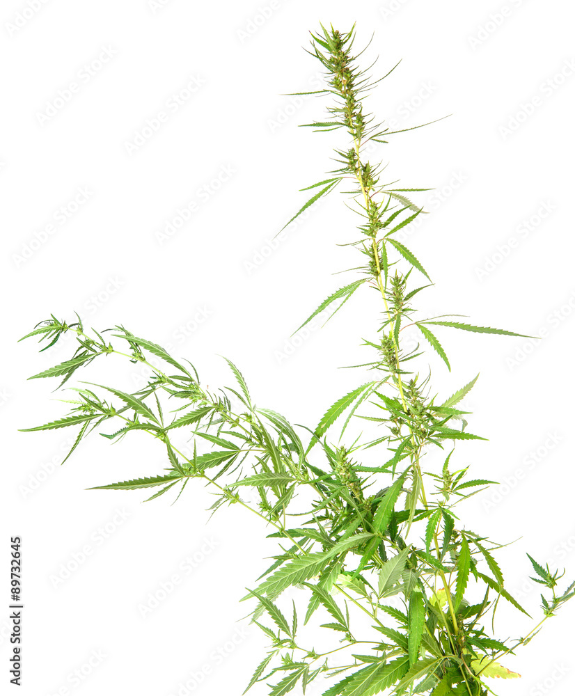 Naklejka premium bush cannabis isolated on white background