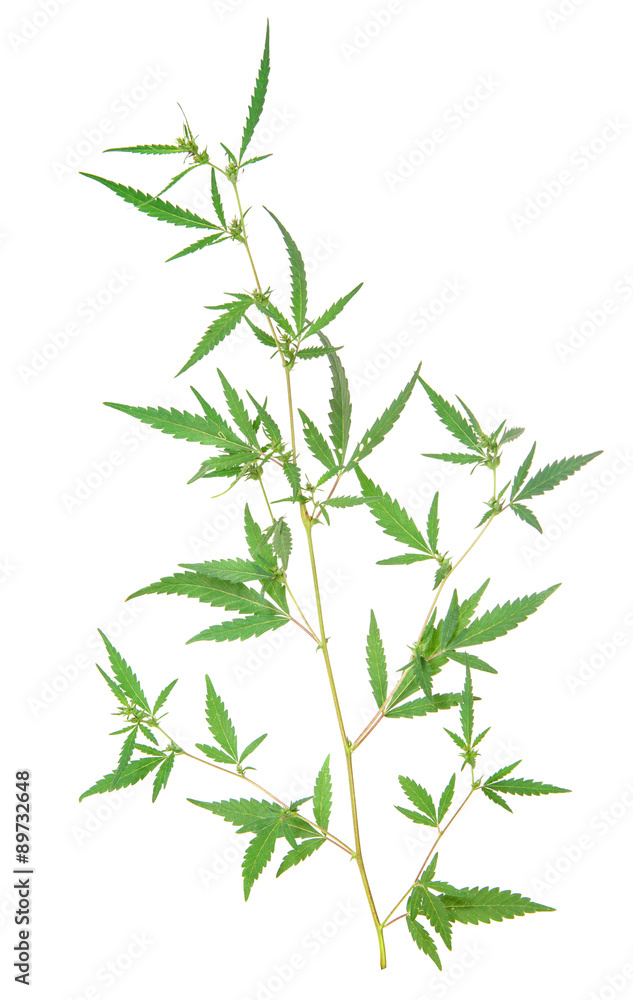 Obraz premium bush cannabis isolated on white background