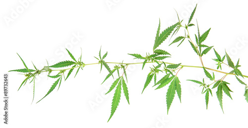 Fototapeta Naklejka Na Ścianę i Meble -  bush cannabis isolated on white background