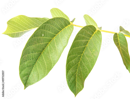 walnut leaves isolated on white background
