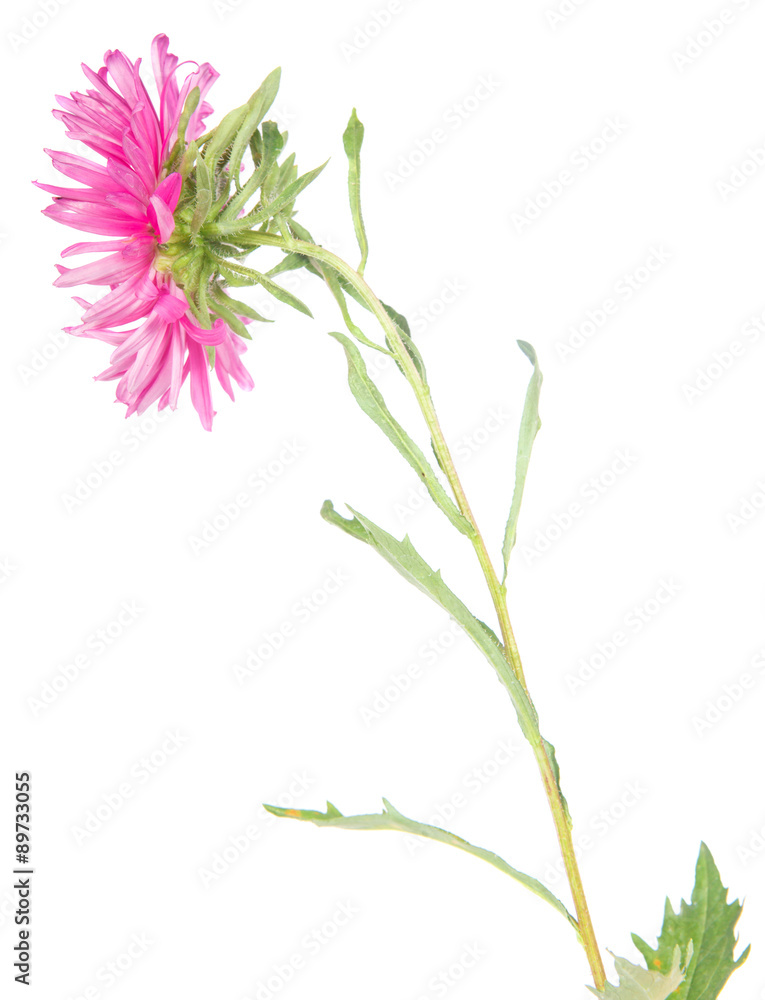Fototapeta premium asters flower isolated on white background