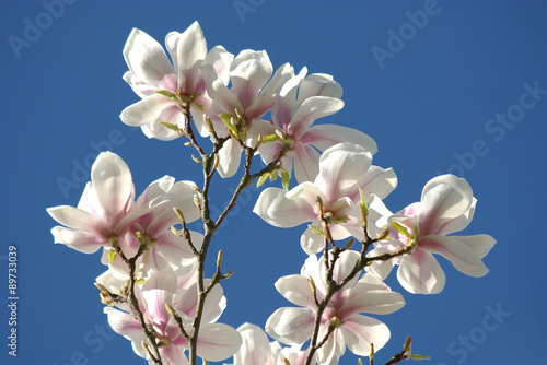 Magnolienblüten vor blauem Himmel