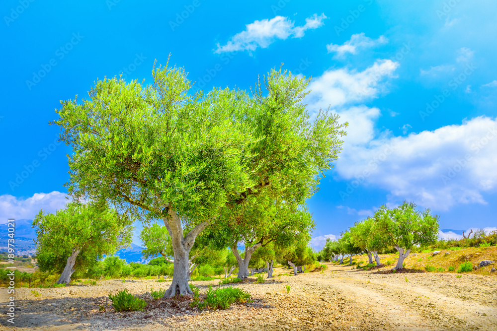 Olive trees