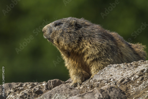 Murmeltier (Marmota) © Rosemarie Kappler