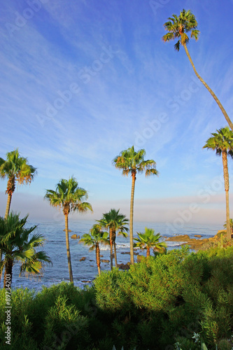 Fototapeta Naklejka Na Ścianę i Meble -  Beach palm trees and California coast