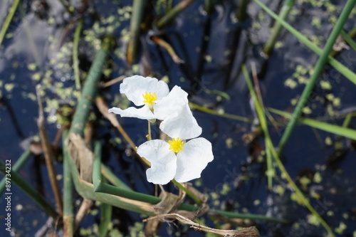 Grass-leaved arrowhead