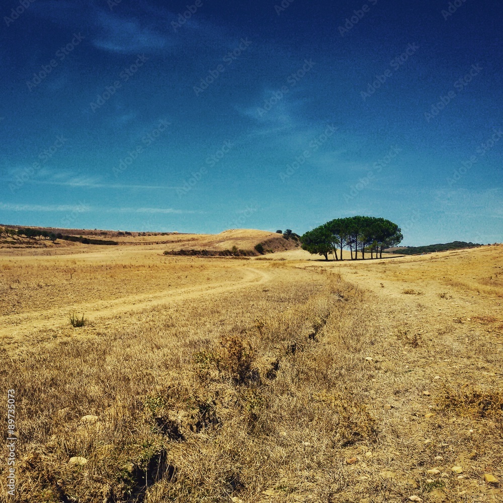 Obraz premium Desert field in Ortacesus countryside, Sardinia