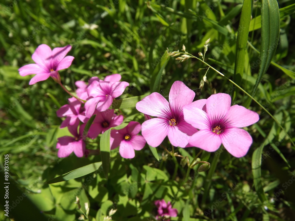 Fiori rosa del trifoglio (Oxalis acetosella rosea) Fiori rosa del trifoglio (Oxalis acetosella rosea)