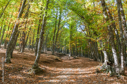 Fotografie chestnut forest