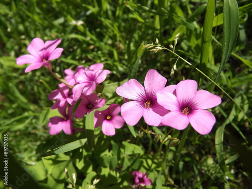 Fiori rosa del trifoglio (Oxalis acetosella rosea)