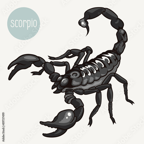 Scorpion 001