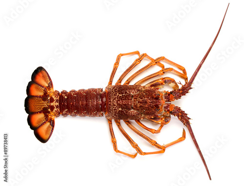 Murais de parede Southern rock lobster on a white background.