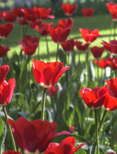 Tulip garden