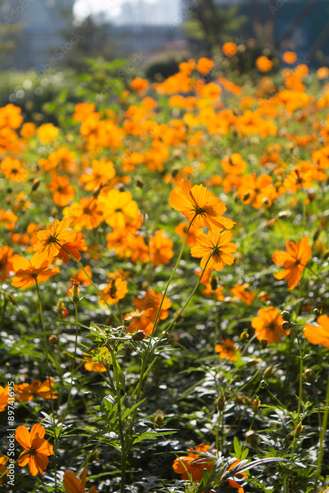 Yellow flowers background