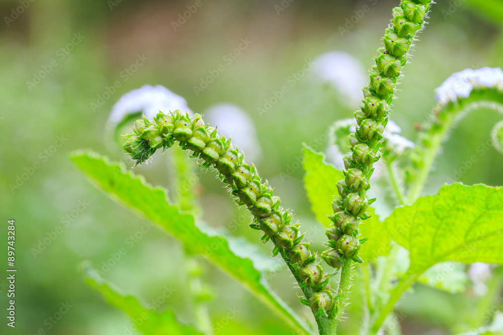 Heliotropium indicum, Thai herb.