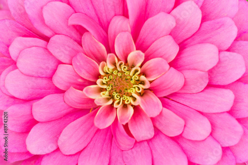 Zinnia Flower