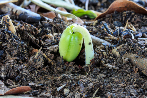 Sprout of Tamarind Seed that the Agriculturist Cultivates to Keep and Prepare go to Grow.