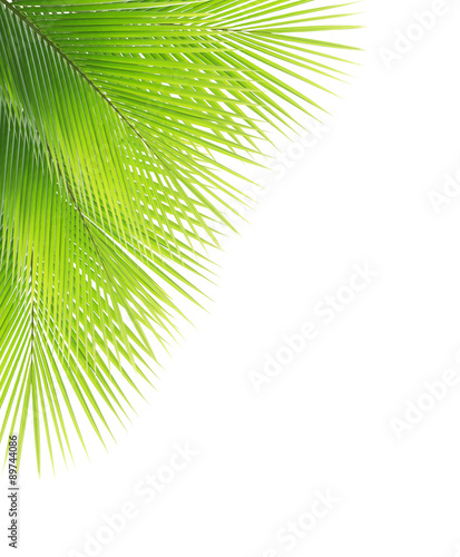 Green coconut leaf frame isolated on white background