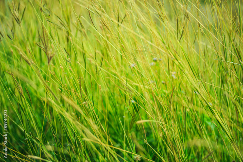 Background of Grass Field.