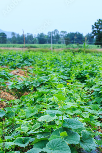 Organic Cucumber Plantation.