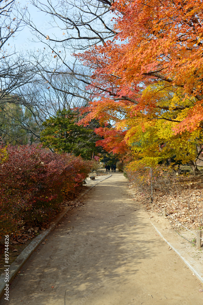 Naklejka premium Fall foliage with Japanese Maples in peak color, in Seoul Korea