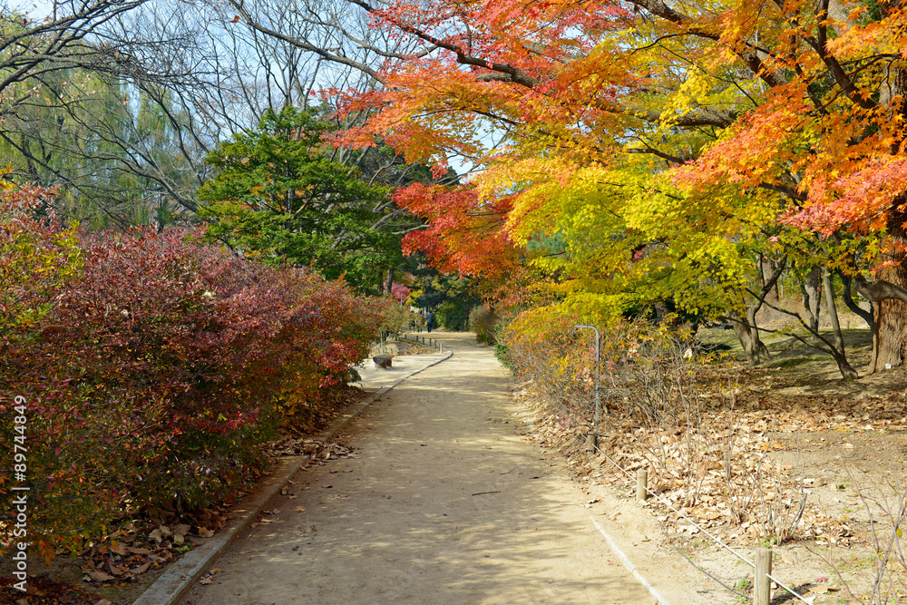 Fall foliage with Japanese Maples in peak color, in Seoul Korea Fall foliage with Japanese Maples in peak color, in Seoul Korea