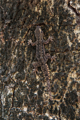 Lizard Camouflaged on the Tree photo