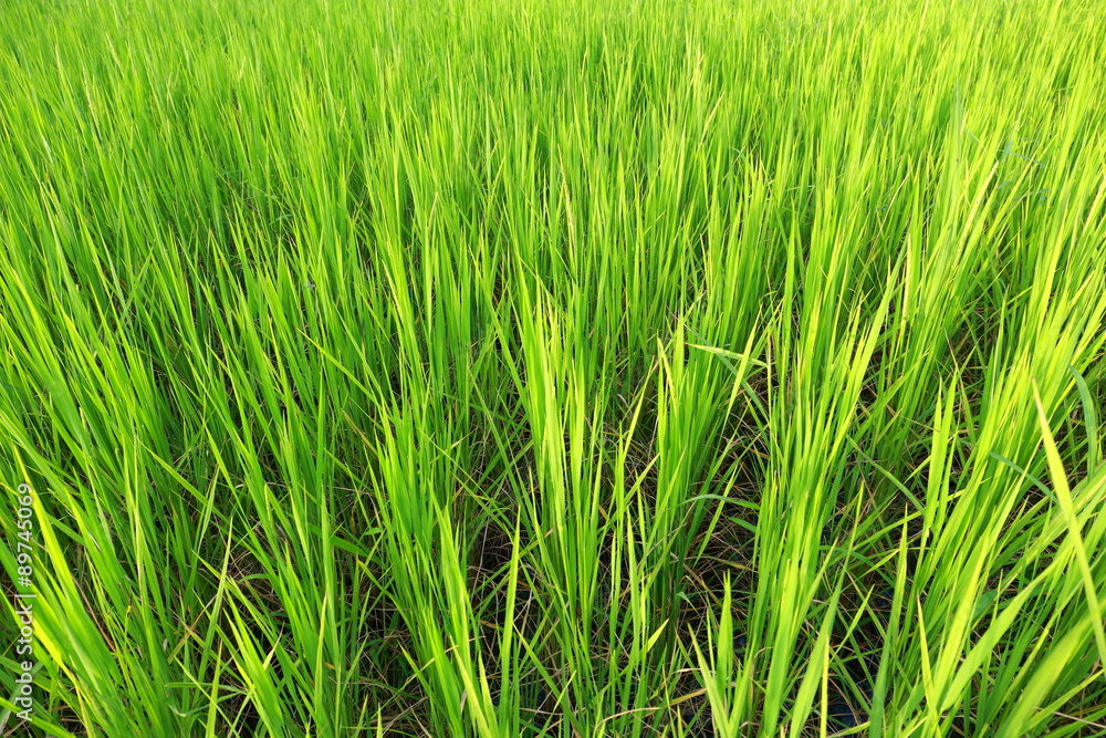 green jasmine rice field green jasmine rice field