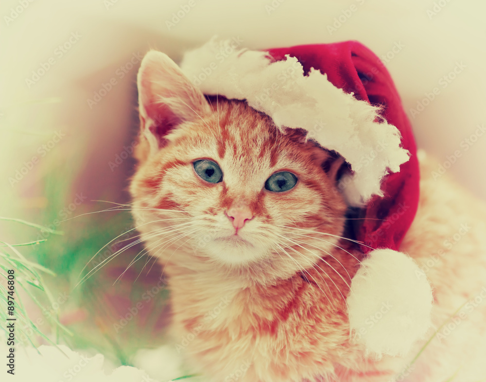Obraz Styl retro, ładny kot w kapeluszu Santa