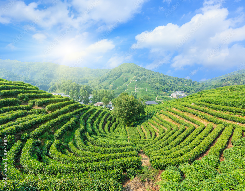 Tea Plantations