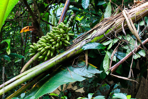 Tropical Banana in Deep Forest. photo