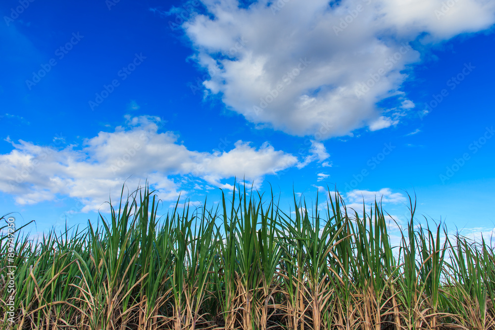 Fototapeta premium Sugarcan Plantation with Blue Sky.