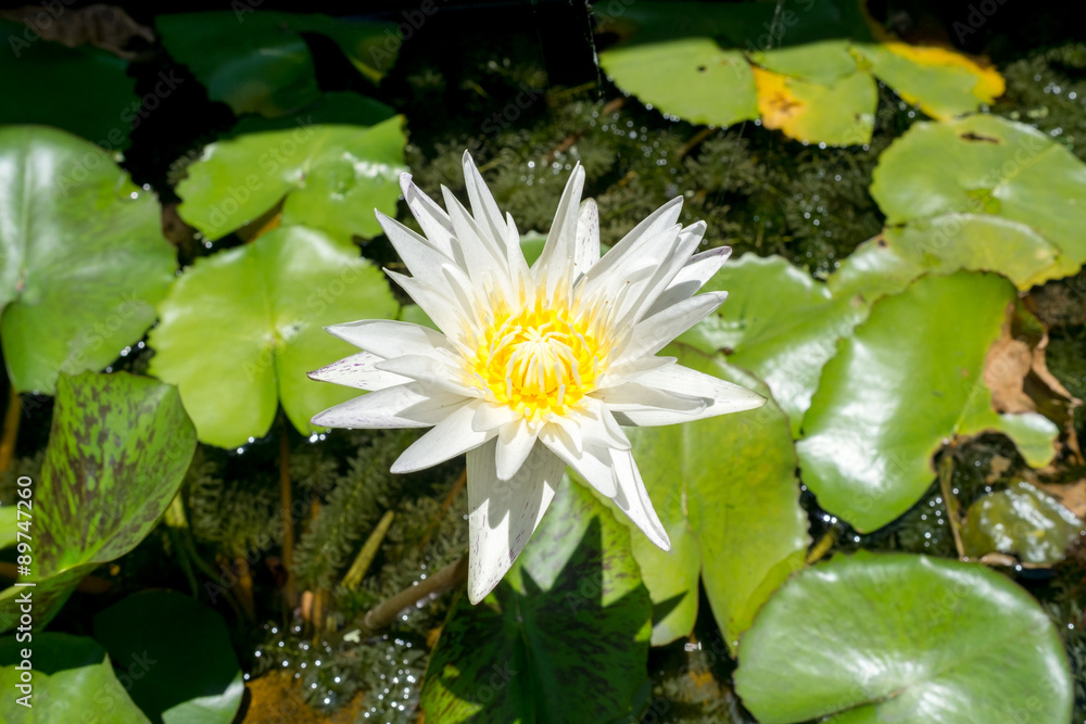 lotus flower with green leaf, water lily lotus flower with green leaf, water lily