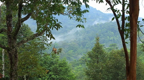 Time lapse footage of mist blowing across mountain face framed with trees in the foreground