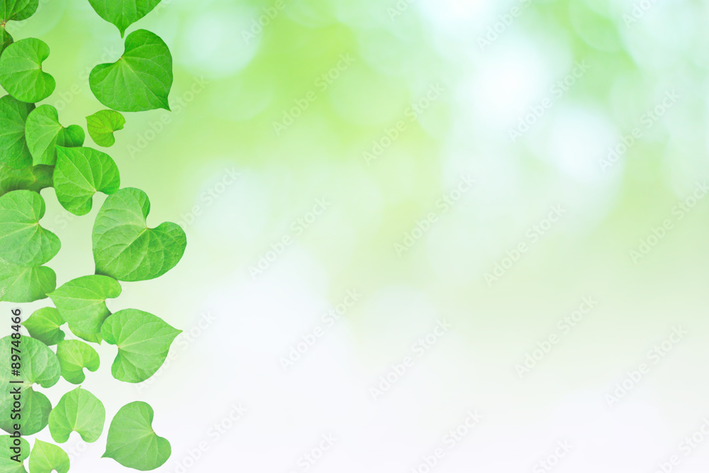 Natural heart-shaped green leaves, soft focus blurry background Natural heart-shaped green leaves, soft focus blurry background