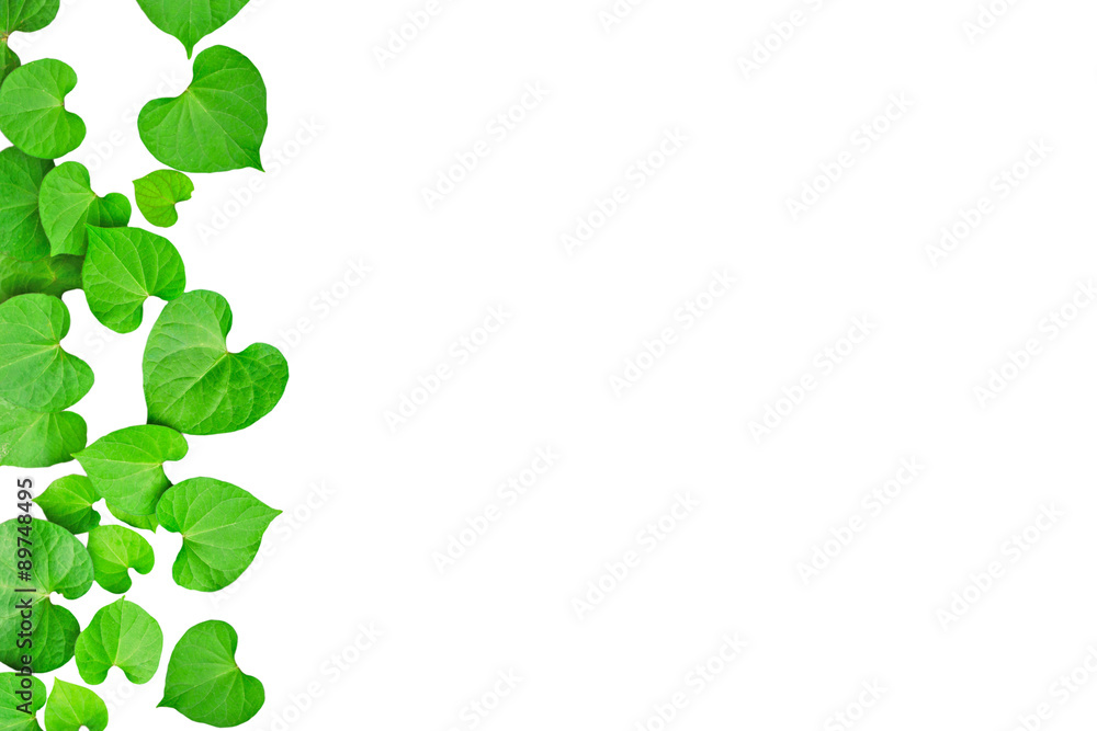Natural heart-shaped green leaves, soft focus on white backgroun Natural heart-shaped green leaves, soft focus on white backgroun
