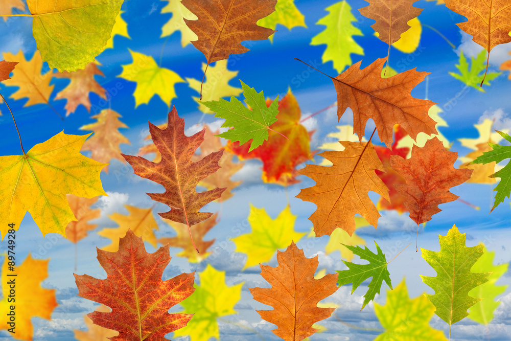 Fototapeta premium Image of leaves against the sky