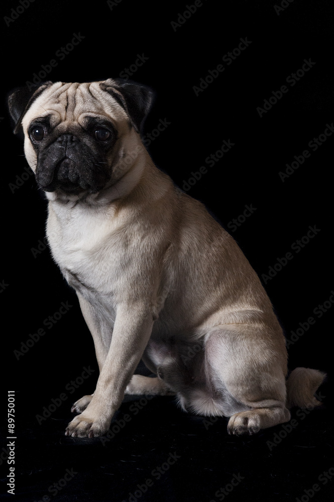 A cute pug that could be good for advertisement