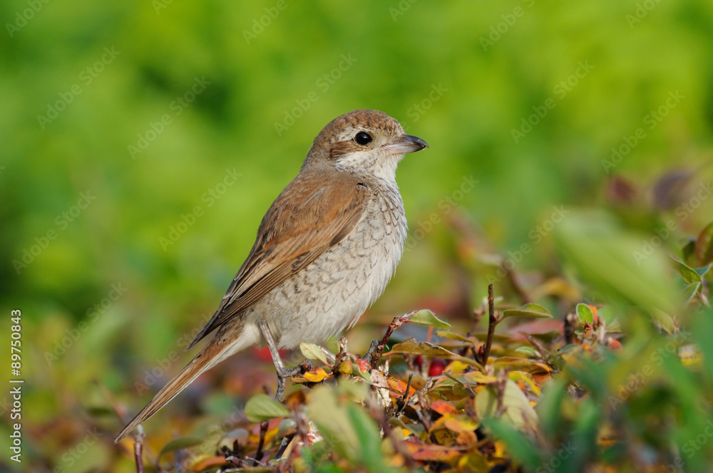 Juvenile Red-backed Shrike in October perched at colored bush Juvenile Red-backed Shrike in October perched at colored bush