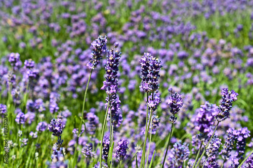 Lavendelfeld © Stockfotos-MG
