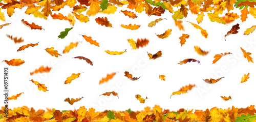 Seamless pattern of autumn oak leaves falling down on white background.