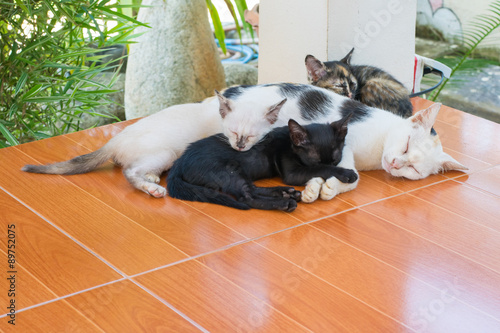 Cat mother and kittens sleeping on the floor