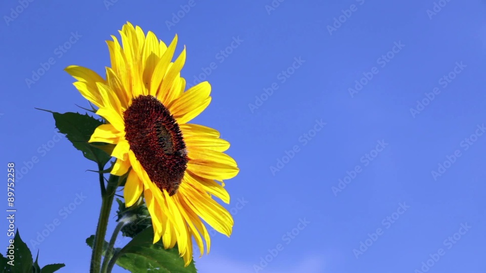einzelne Sonnenblume mit Bienen vor blauem Himmel einzelne Sonnenblume mit Bienen vor blauem Himmel
