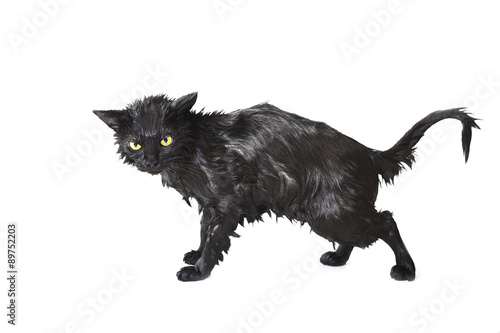 Black Cute Soggy Cat after a Bath, Funny Little Demon