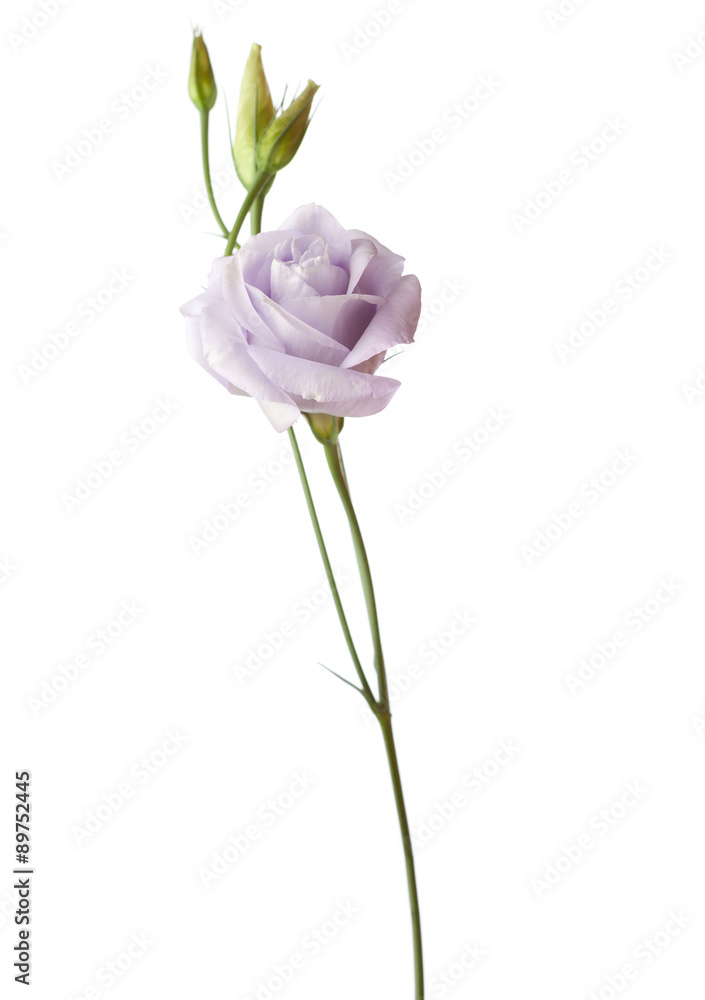 Pale  flower isolated on white. eustoma