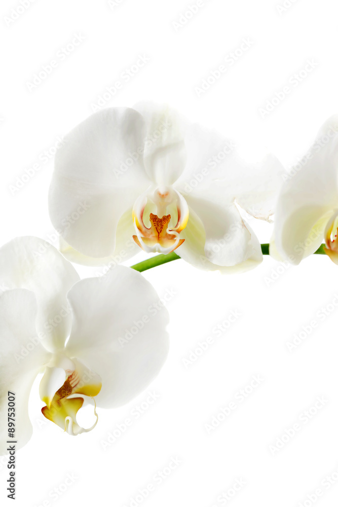 Obraz premium Branch of orchid flower