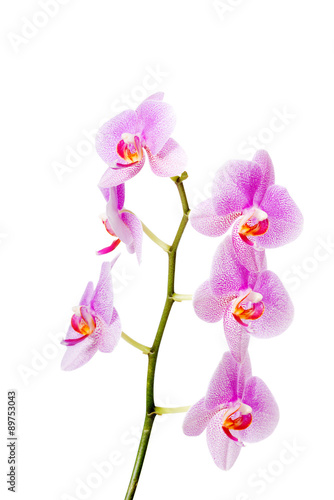 Banch of orchid flower