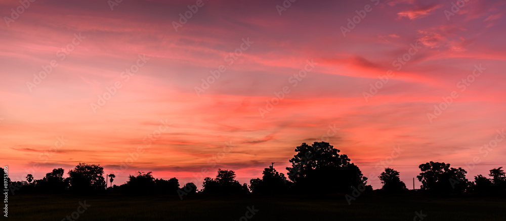 Fototapeta premium Silhouette tree at sunrise.