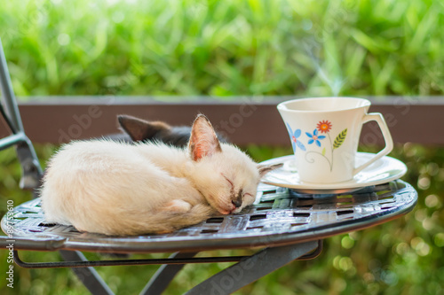 Fototapeta Naklejka Na Ścianę i Meble -  Cat cafe, white kitten sleeping on a chair with a cup of coffee